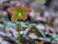 Zwei zarte Schneerosen Blüten